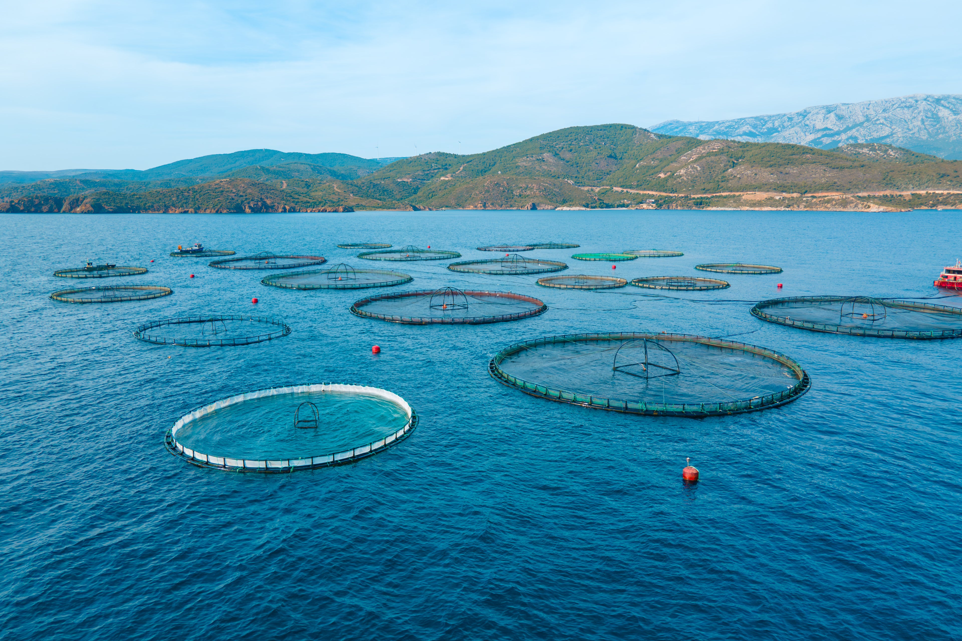 Fish farming nets in a large body of water with mountains in the background